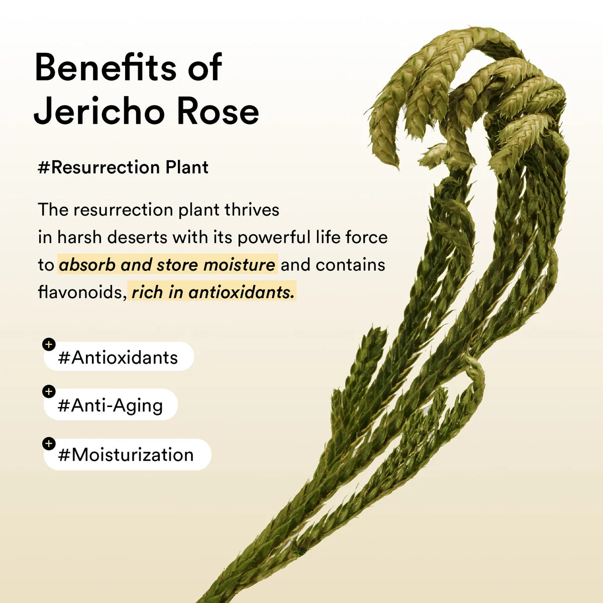 Abib Vegan Collagen eye patch Jericho rose jelly